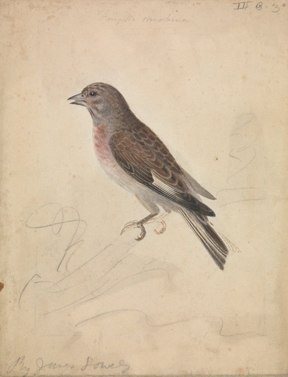 Fanello comune da James Sowerby