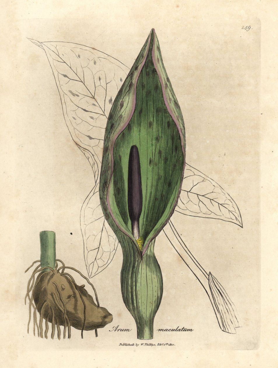 Arum comune, Arum maculatum da James Sowerby