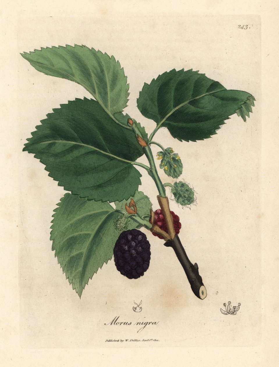 Gelso comune, Morus nigra da James Sowerby