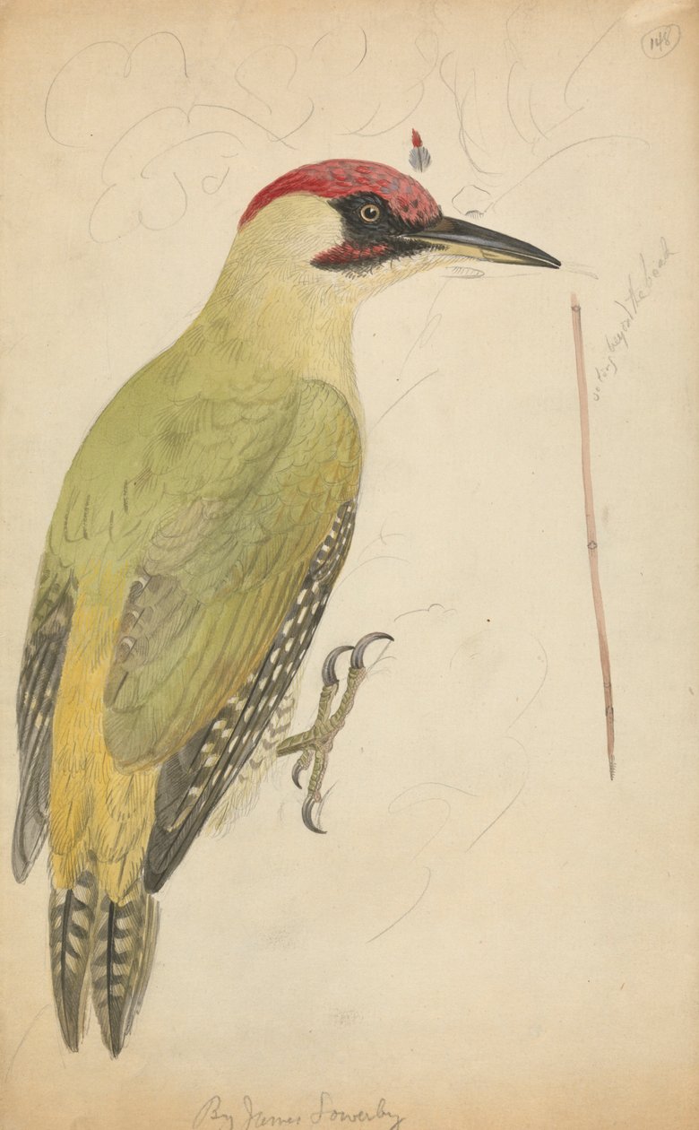 Picchio Verde Europeo da James Sowerby