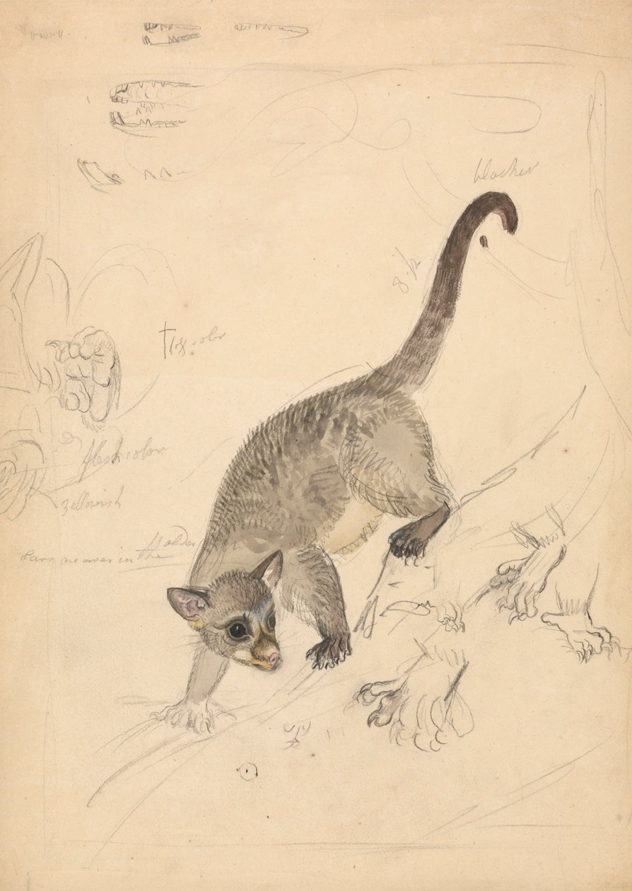 Kinkajou da James Sowerby