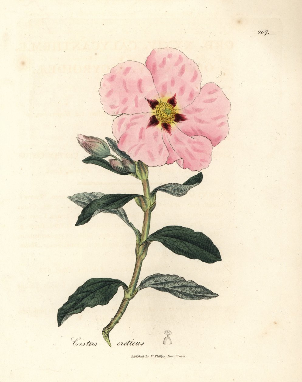 Cisto cretico a fiori rosa, Cistus creticus da James Sowerby