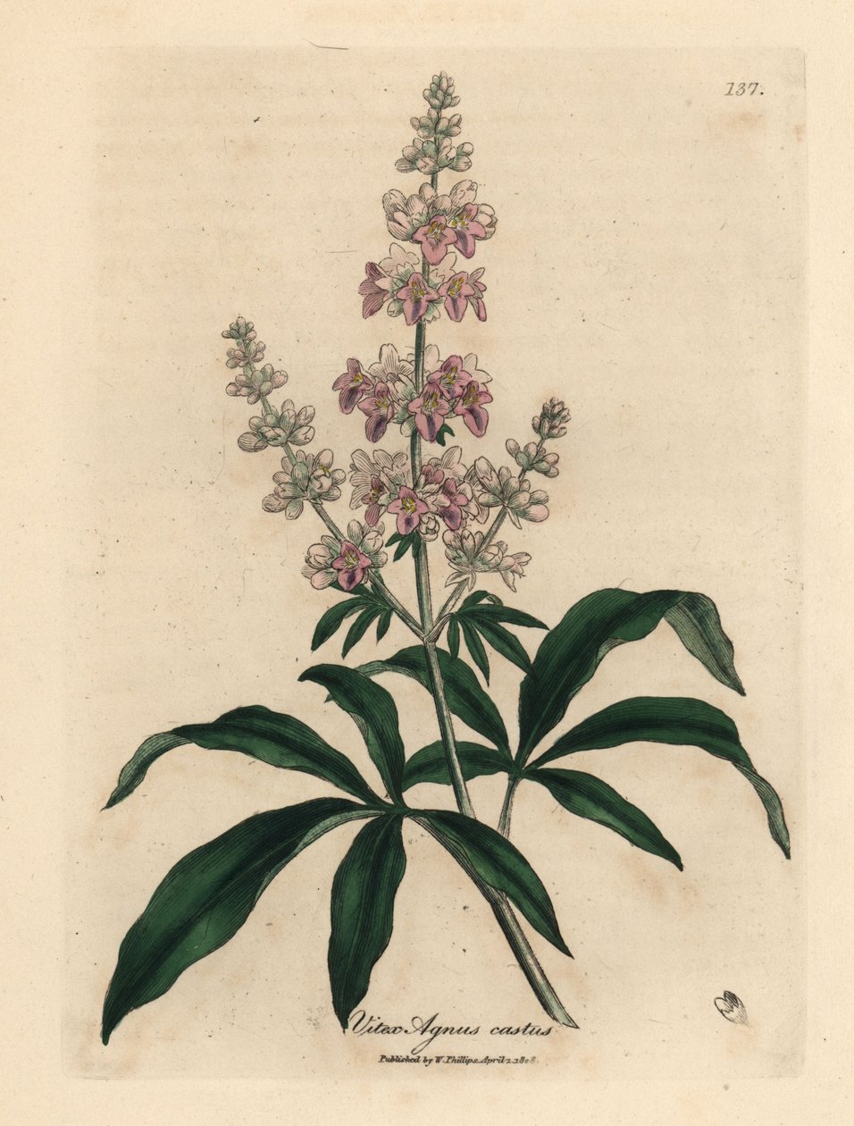 Agnocasto a fiori rosa, Vitex agnus castus da James Sowerby