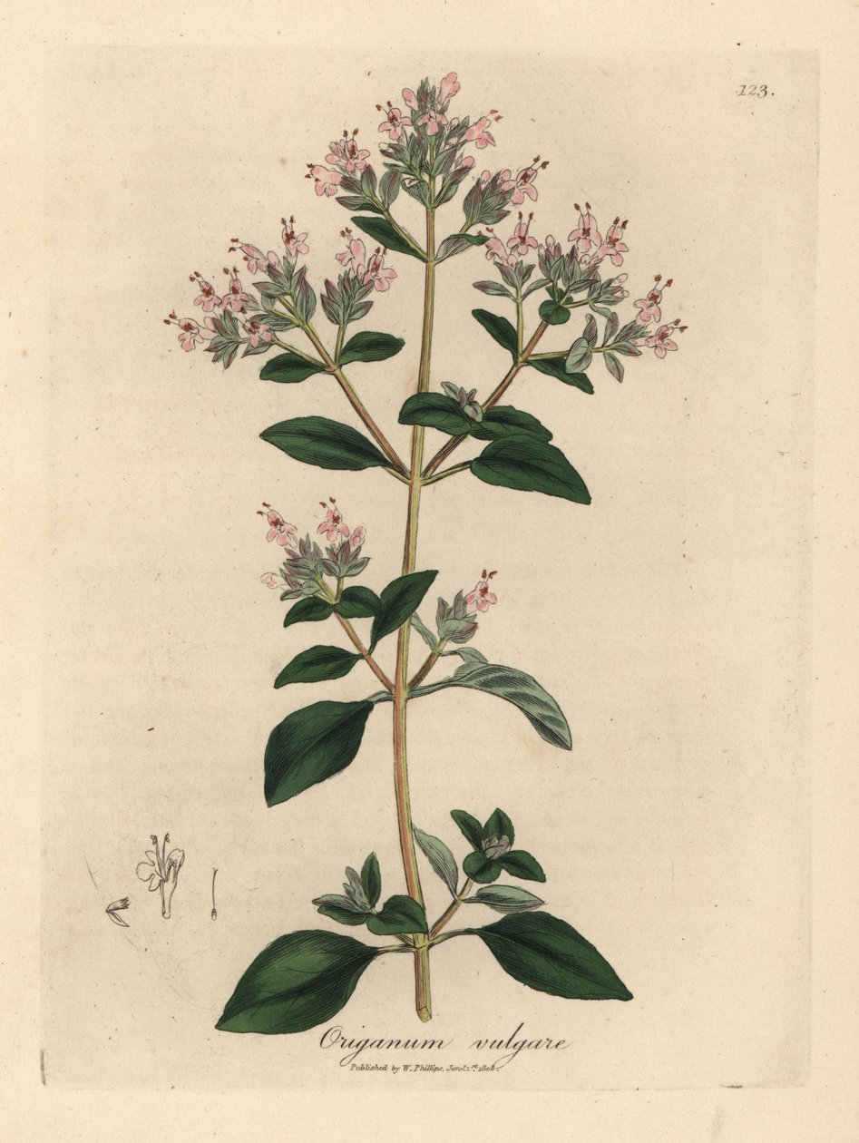 Maggiorana selvatica a fiori rosa, Origanum vulgare da James Sowerby