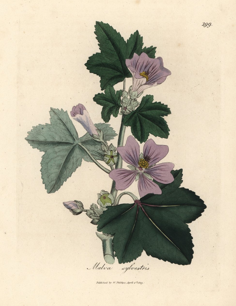 Malva a fiori viola, Malva sylvestris da James Sowerby