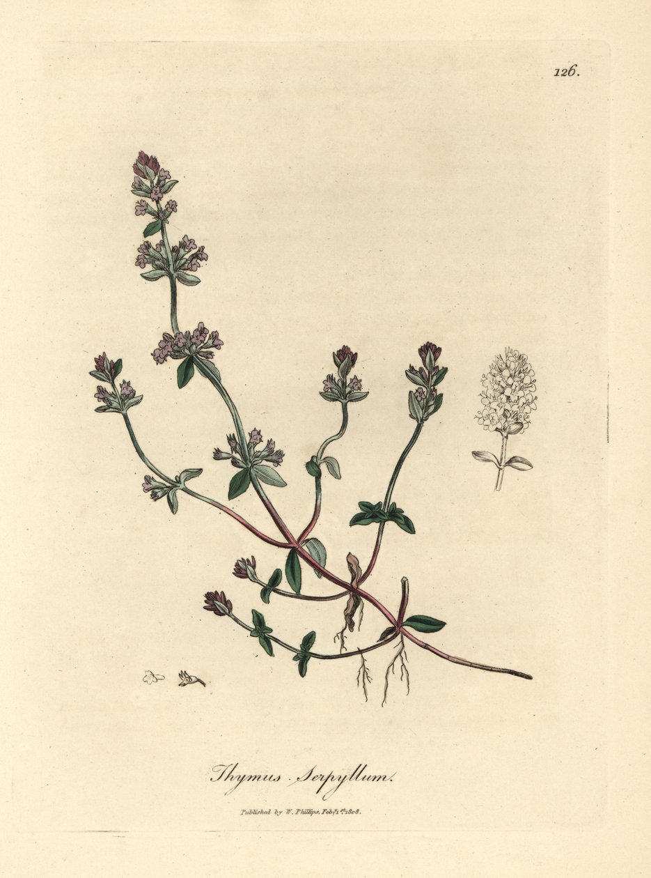 Timo selvatico a fiori viola Thymus serpyllum da James Sowerby
