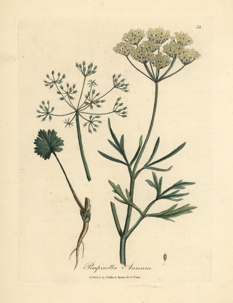 Anice a fiori bianchi, Pimpinella anisum da James Sowerby