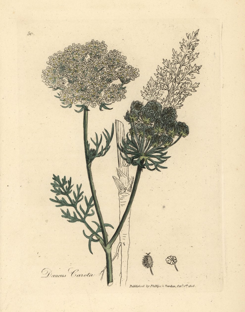 Carota selvatica a fiori bianchi, Daucus carota da James Sowerby