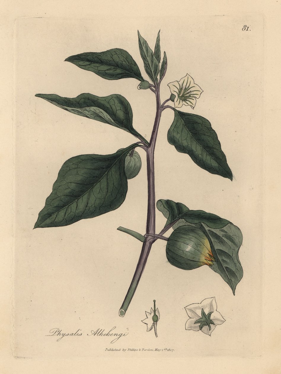 Alchechengi a fiori bianchi, Physalis alkekengi da James Sowerby