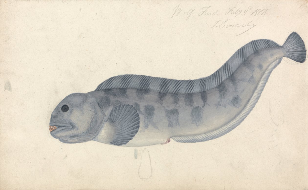 Pesce Lupo da James Sowerby