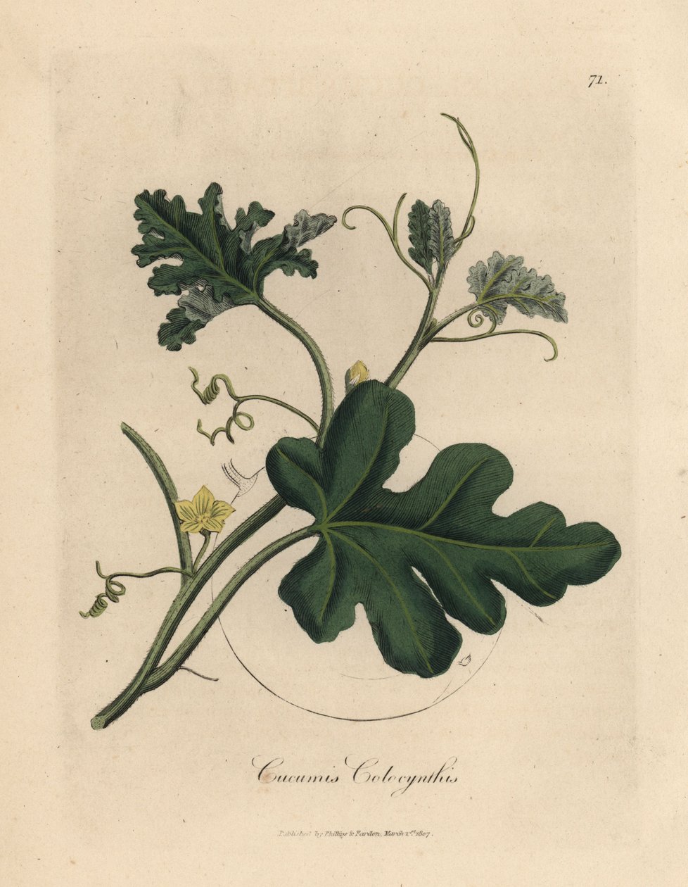 Cetriolo amaro a fiori gialli, Cucumis colocynthis da James Sowerby