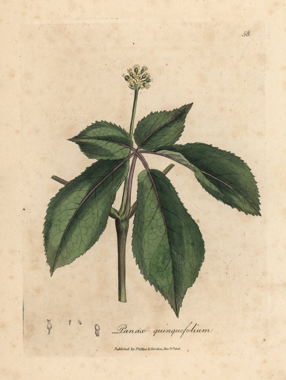 Ginseng a fiori gialli, Panax quinquefolium da James Sowerby