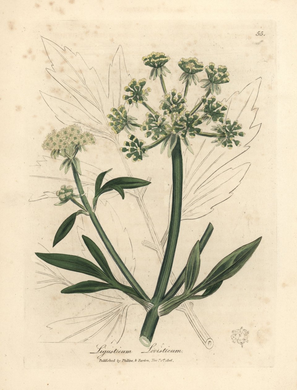 Levistico a fiori gialli, Ligusticum levisticum da James Sowerby