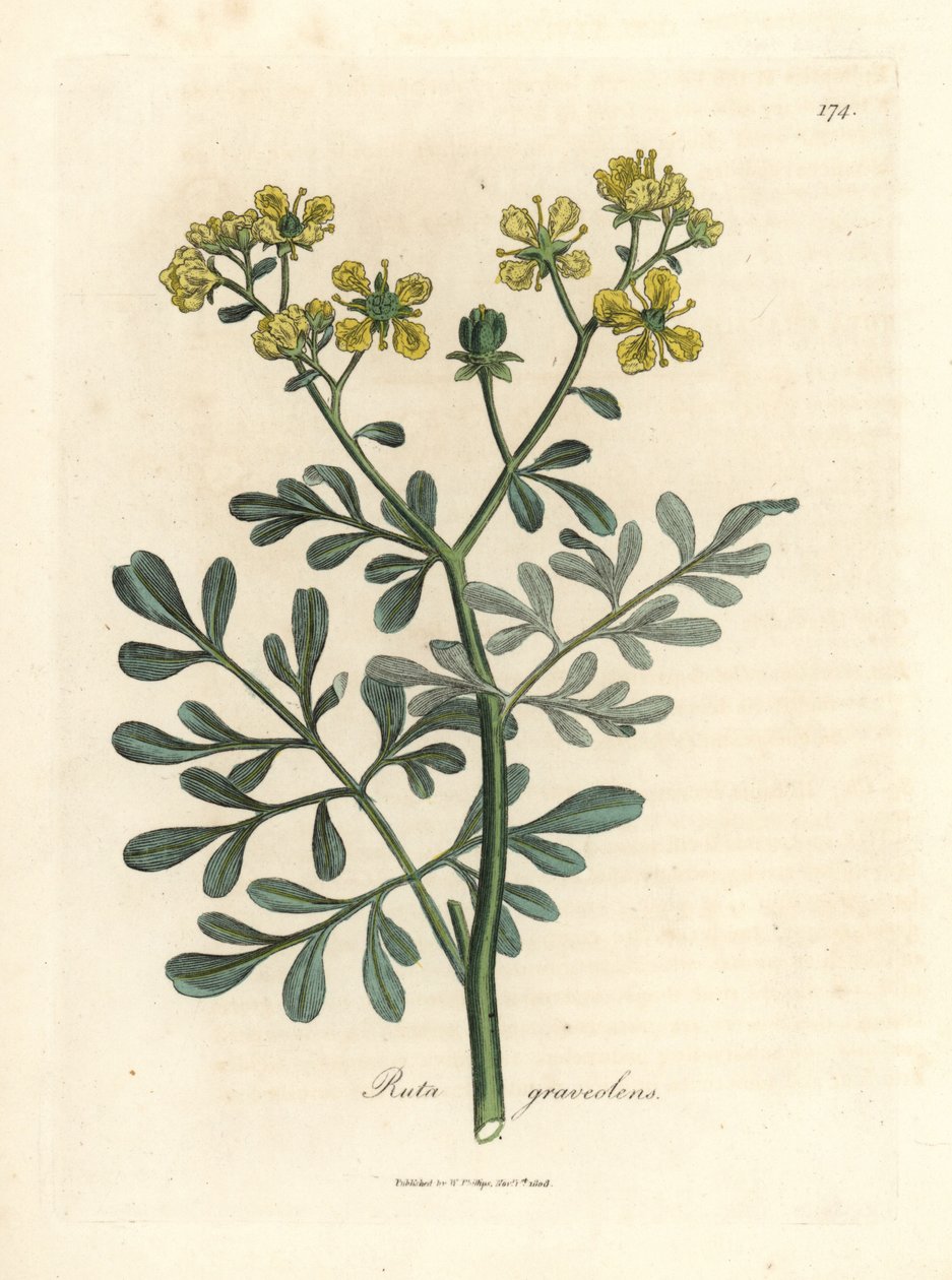 Ruta dai fiori gialli, Ruta graveolens da James Sowerby