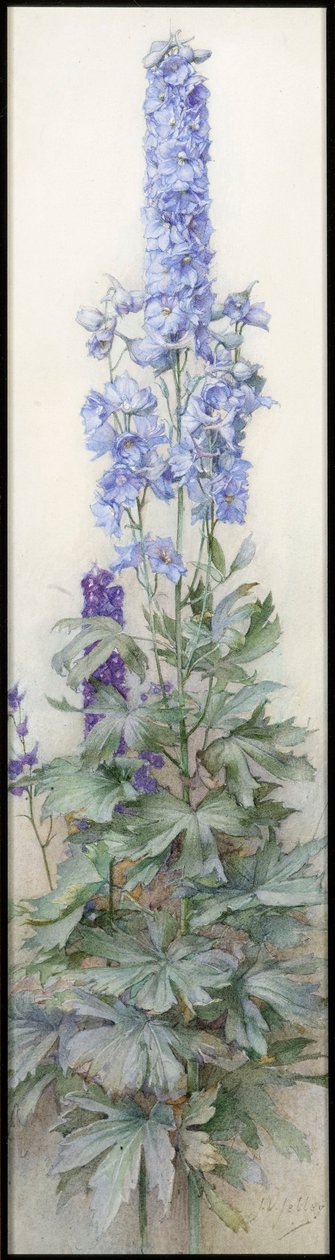 Delphinium, c.1920 da James Valentine Jelley