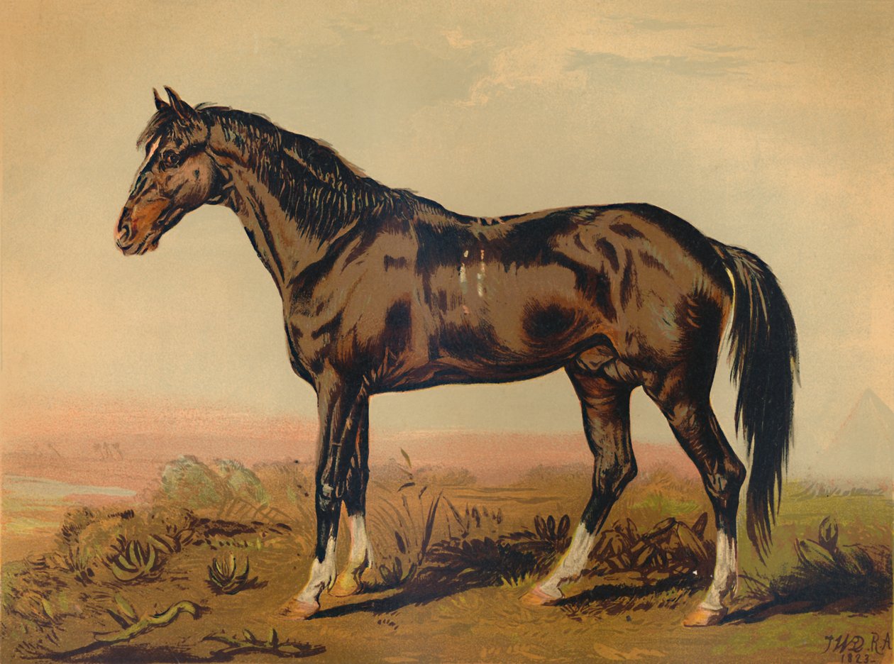 Un cavallo Dongola da James Ward