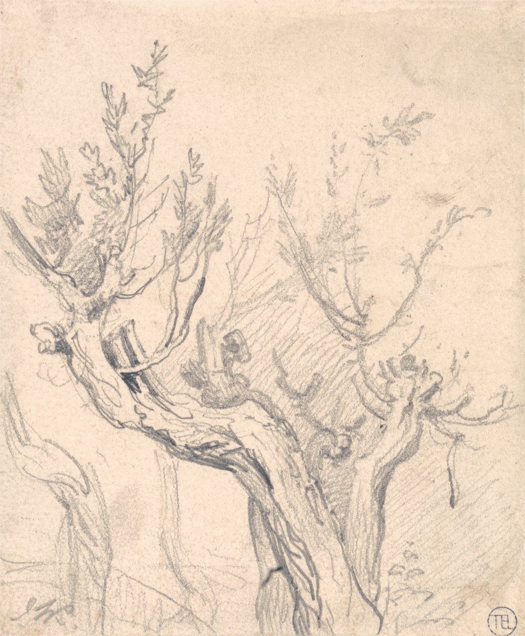Un Albero Nodoso da James Ward