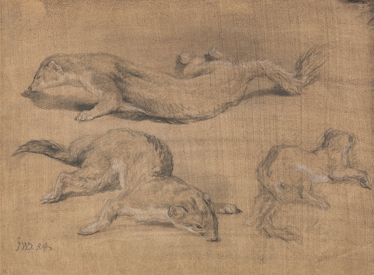Furetti da James Ward