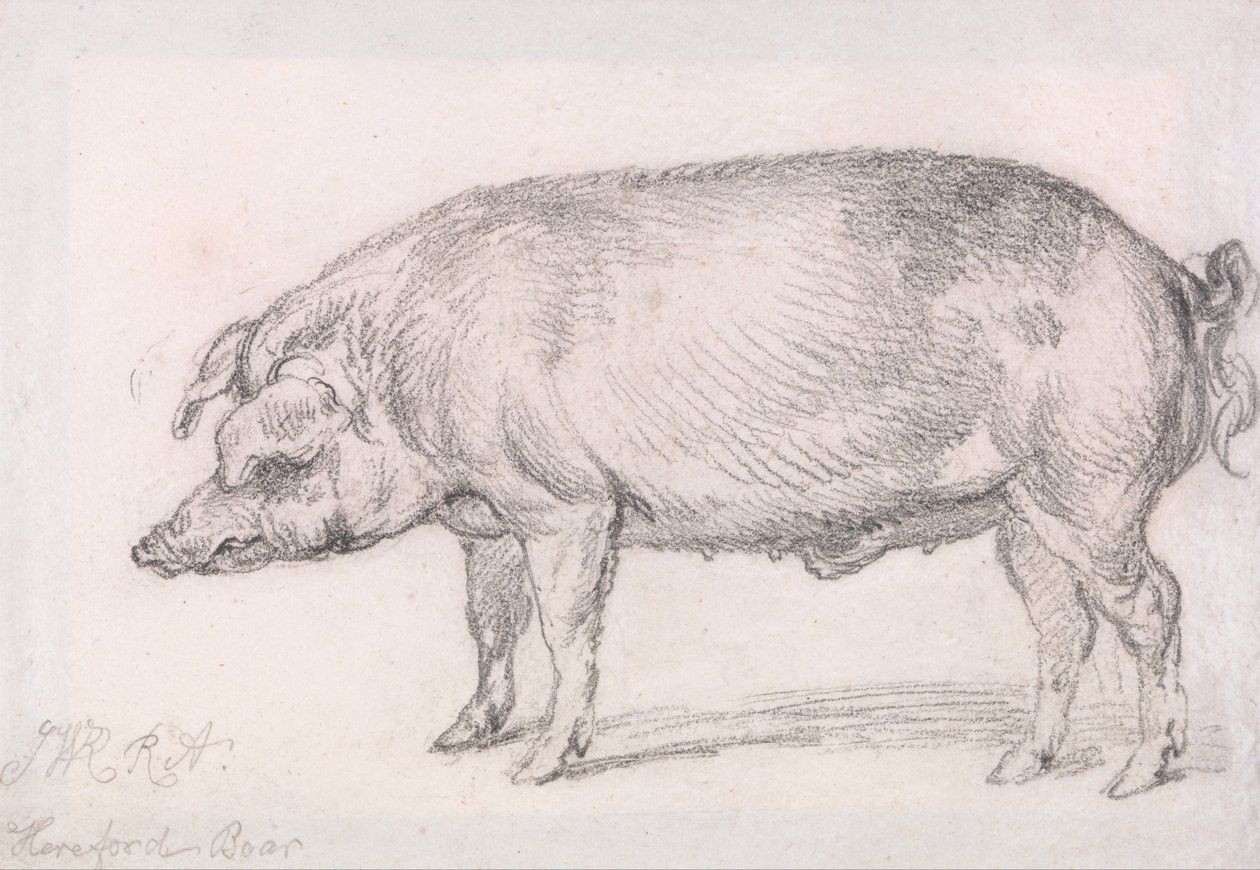 Cinghiale di Hereford da James Ward