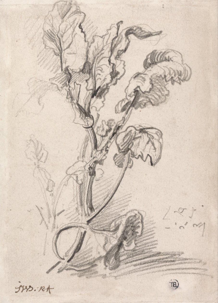 Studio della pianta da James Ward