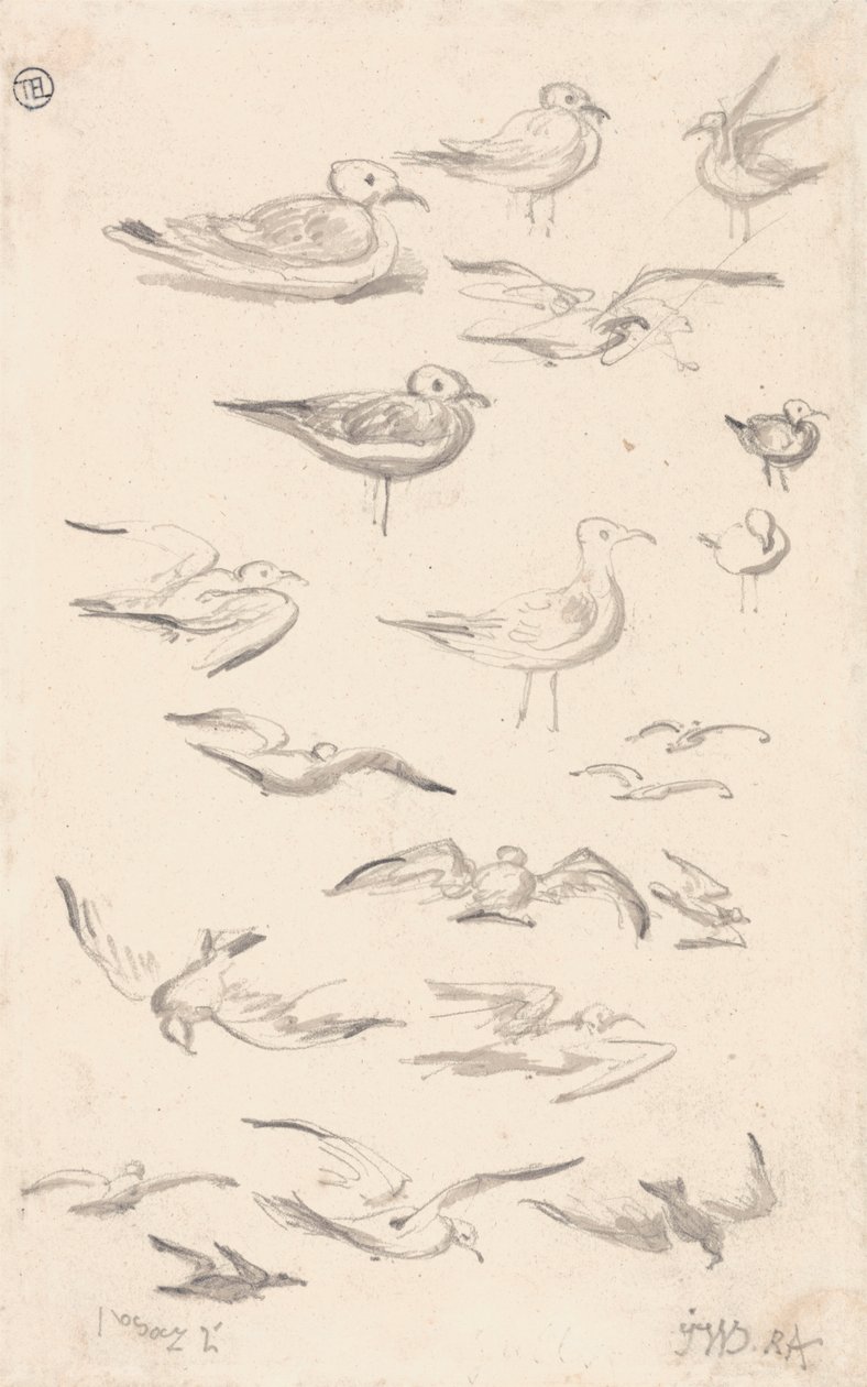 Studi di Gabbiani da James Ward