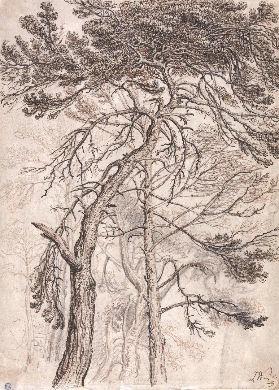 Studio di alberi da James Ward