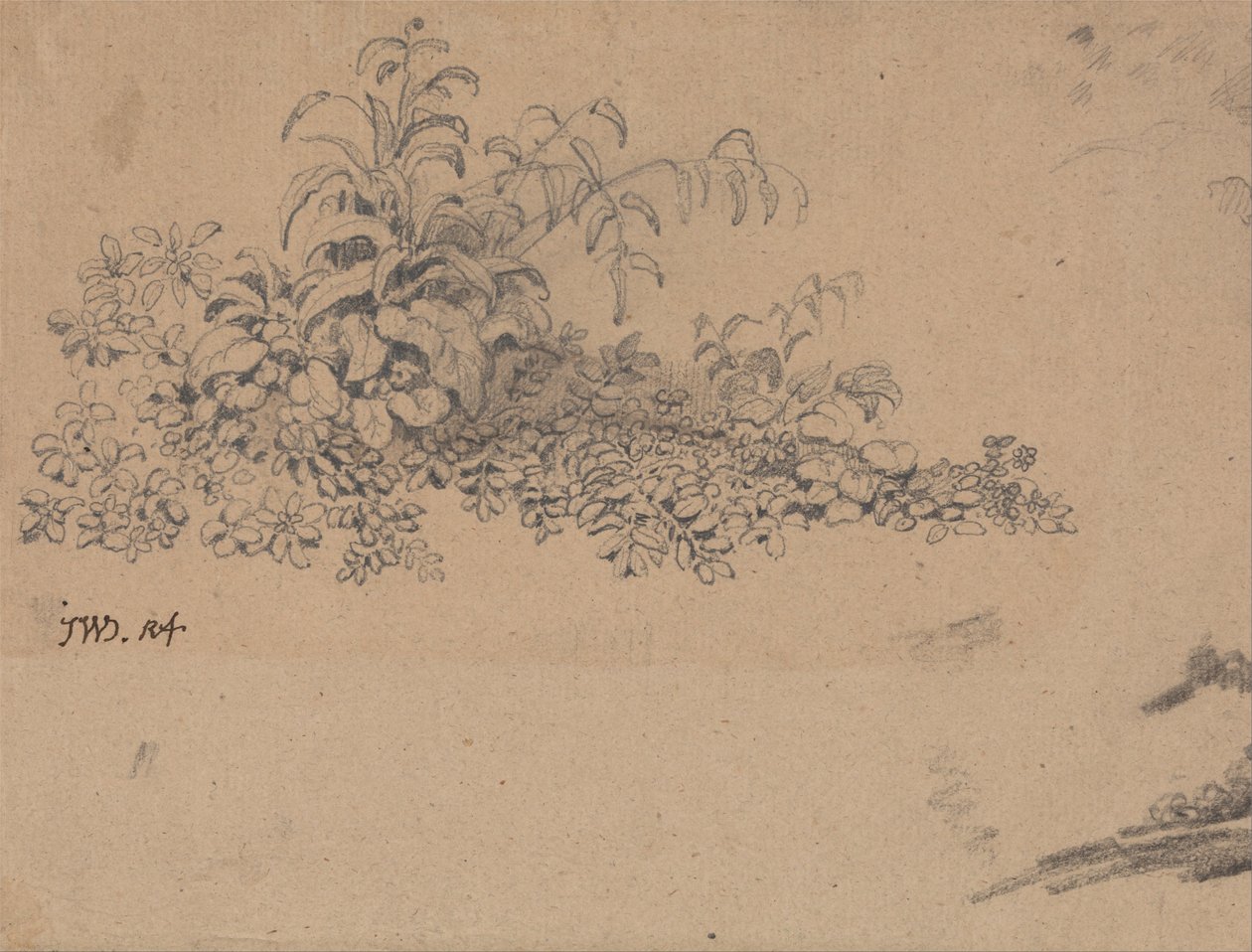 Studio del sottobosco da James Ward