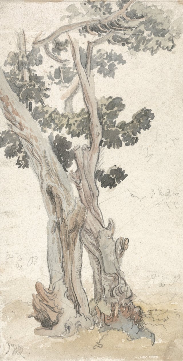 Studio di un albero da James Ward