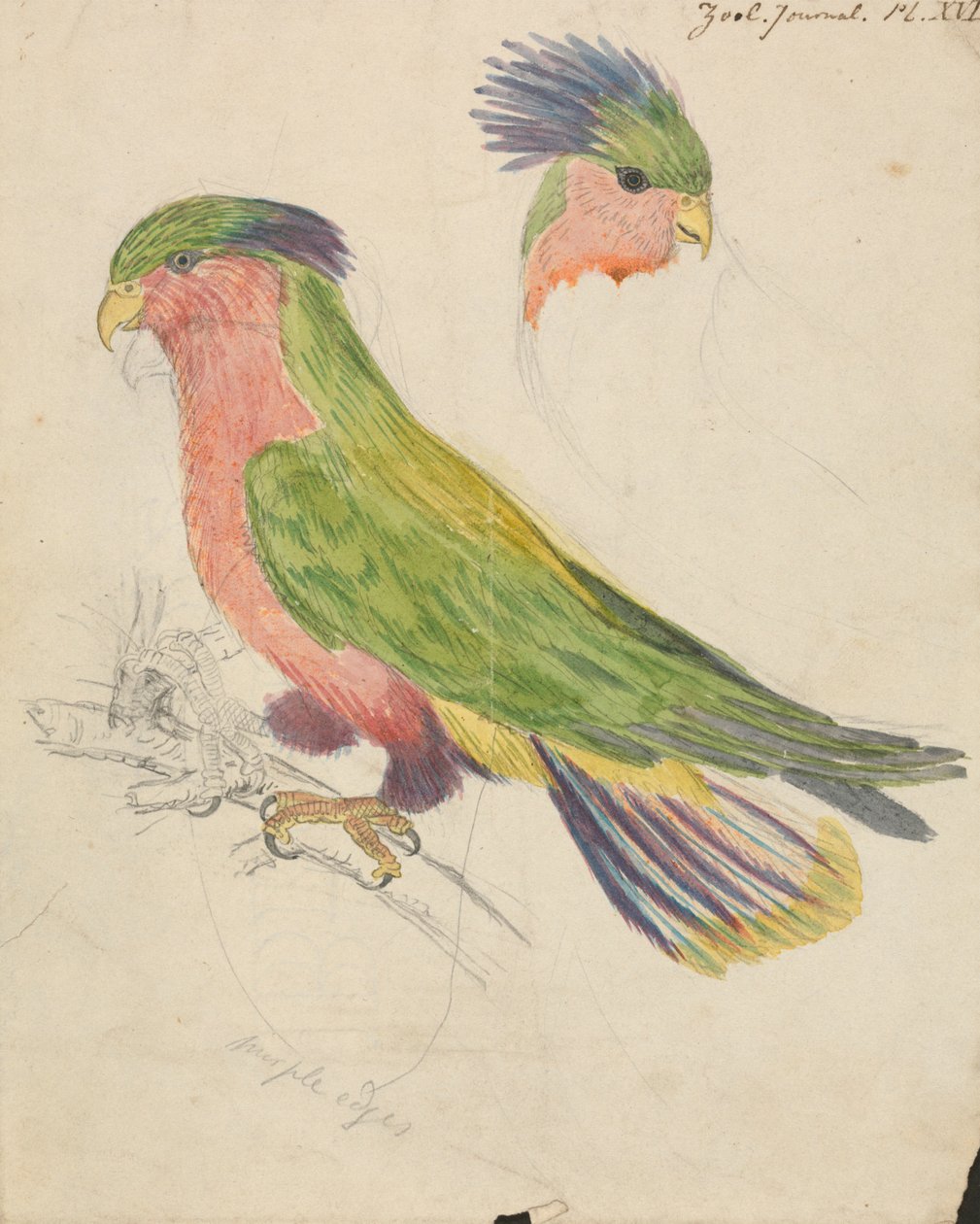 Un cacatua da James de Carle Sowerby