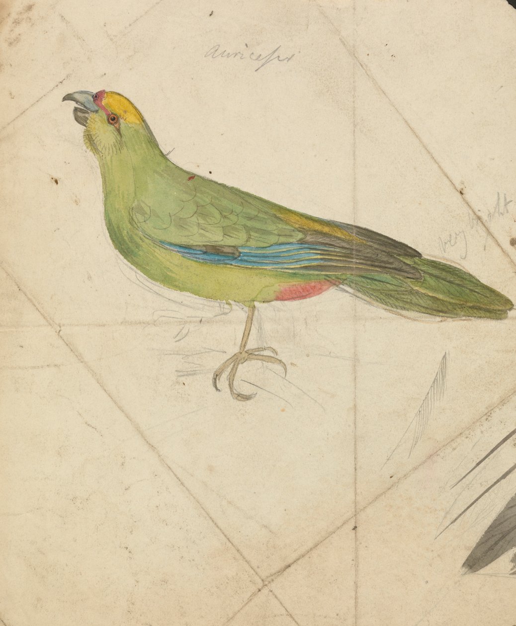 Pappagallo da James de Carle Sowerby