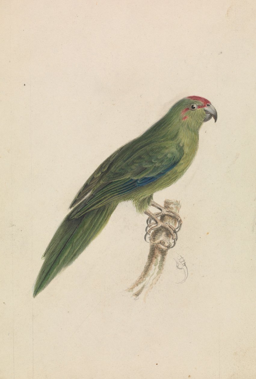 Un Pappagallo da James de Carle Sowerby