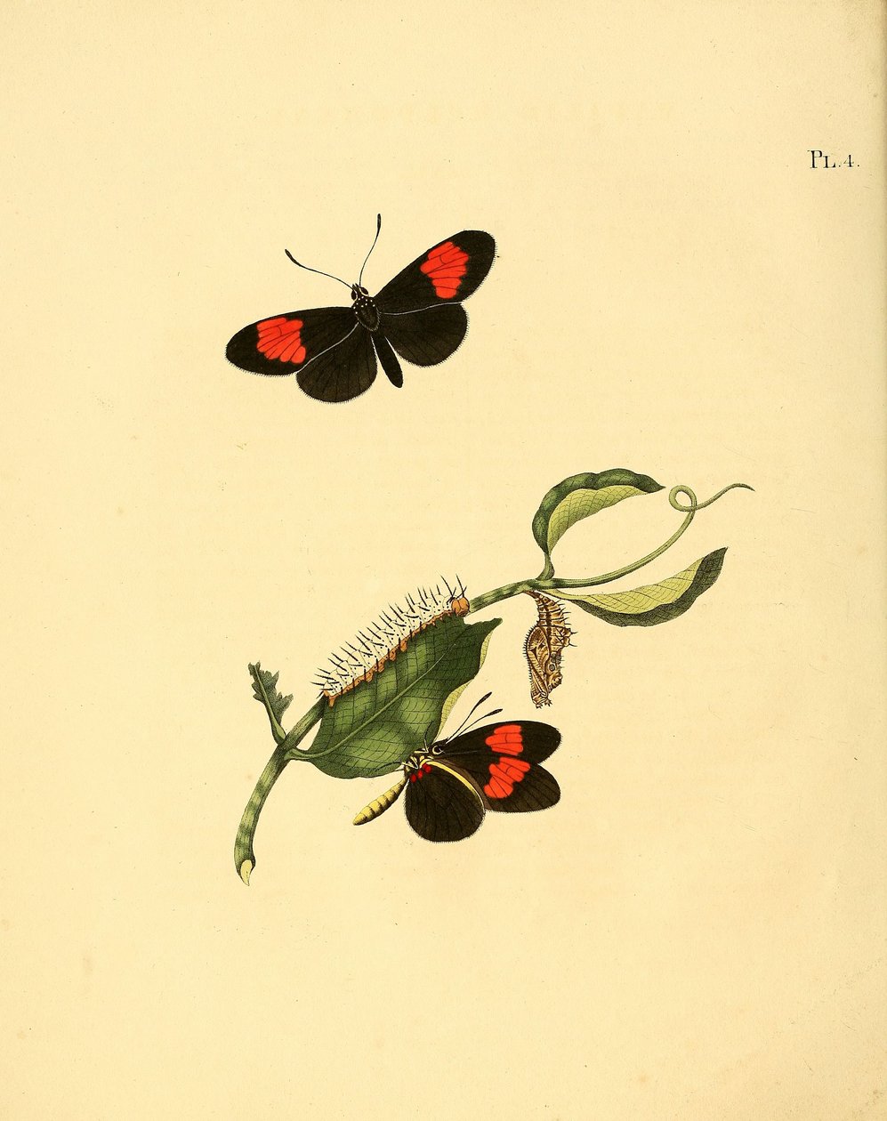 Heliconius melpomene da Jan Christiaen Sepp