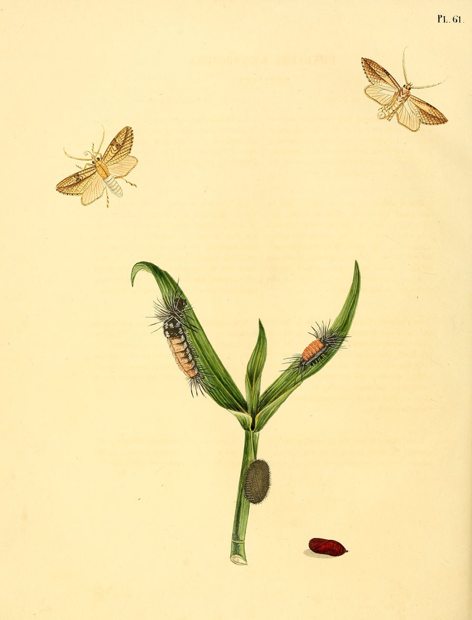 Farfalla non identificata, descritta come Phalaena rhomboidea da Jan Christiaen Sepp
