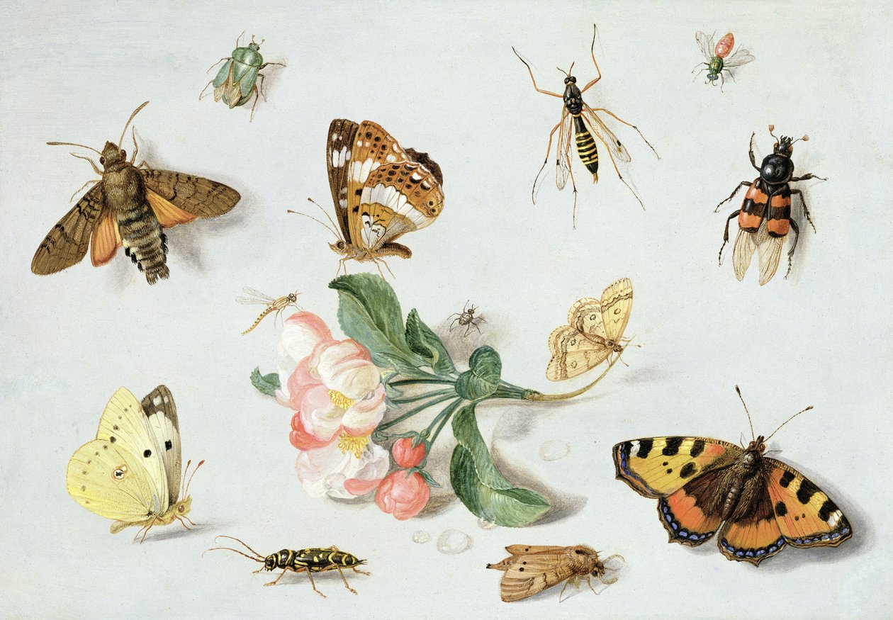 Farfalle, falene e altri insetti con un rametto di fiori di melo da Jan van Kessel the Elder