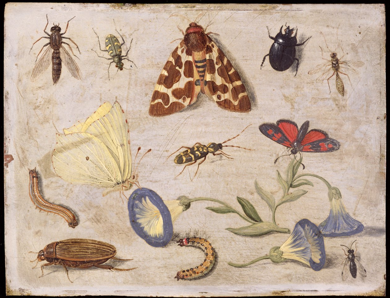Insetti da Jan van Kessel the Elder