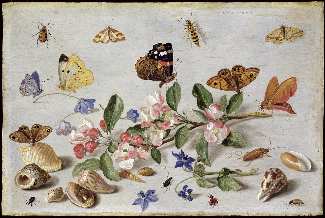 Insetti da Jan van Kessel the Elder
