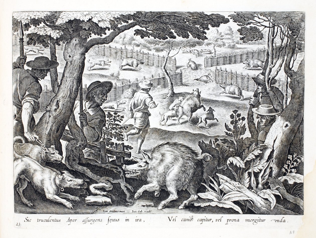 Un feroce cinghiale si alza in collera, i cani ne spingono un altro nelle acque, illustrazione da 