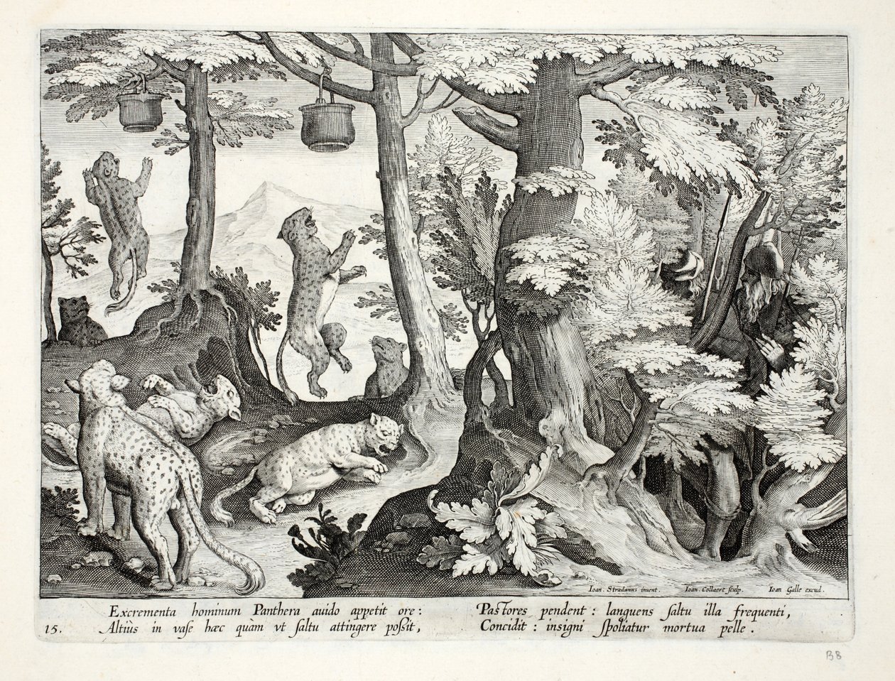 Pantere golose mangiano escrementi umani sospesi dagli alberi dai pastori, e muoiono, illustrazione da 