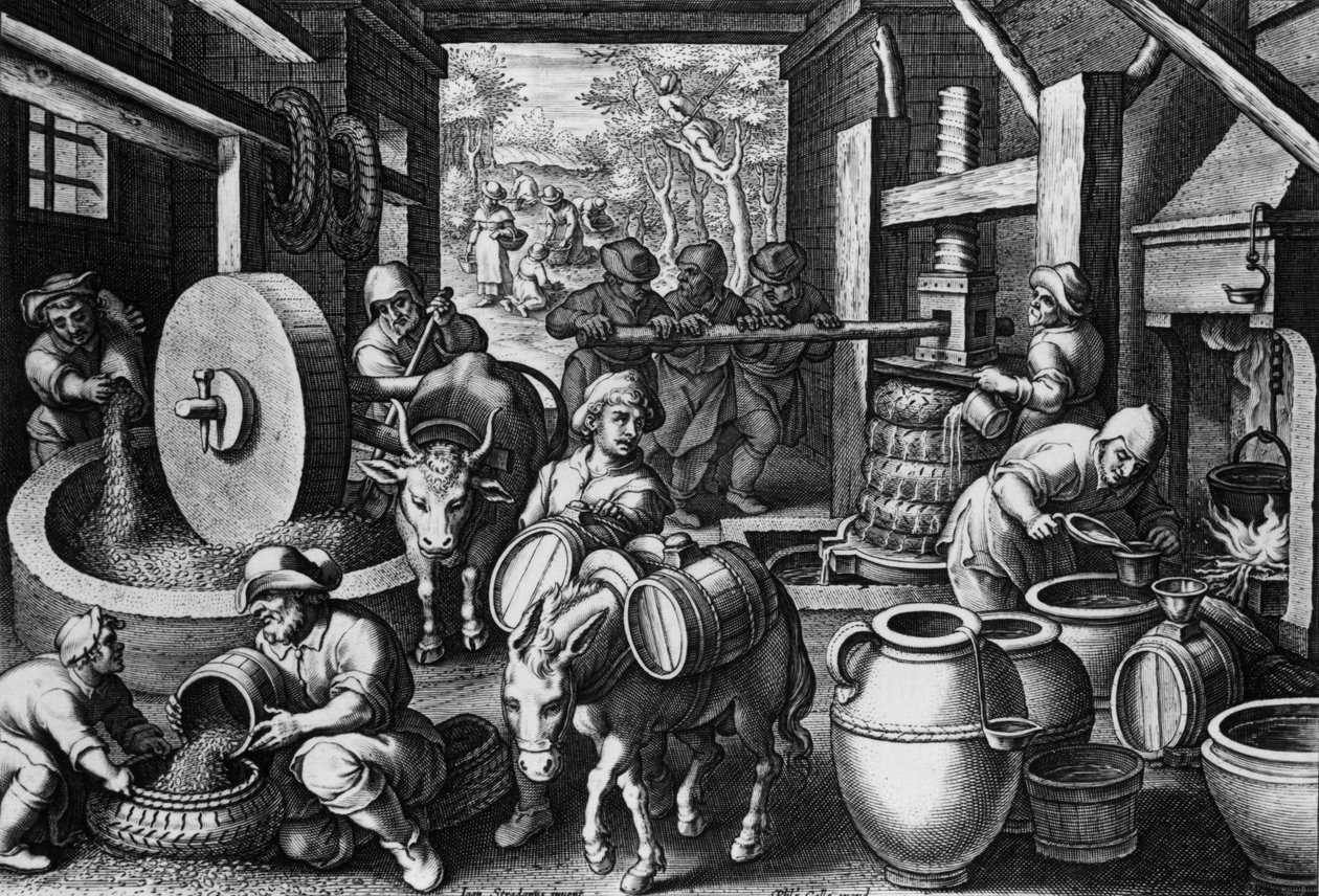 Oleum Olivarum, tavola 12 da 