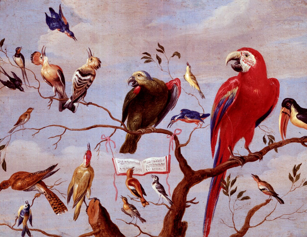 Un coro di uccelli, c.1650-1675 da Jan van Kessel the Elder