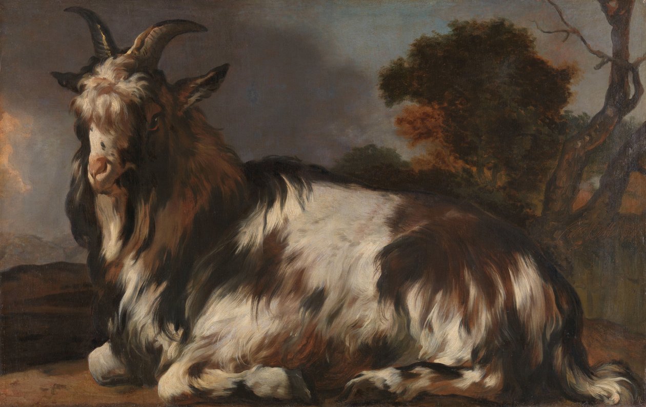 Capra sdraiata da Jan Baptist Weenix