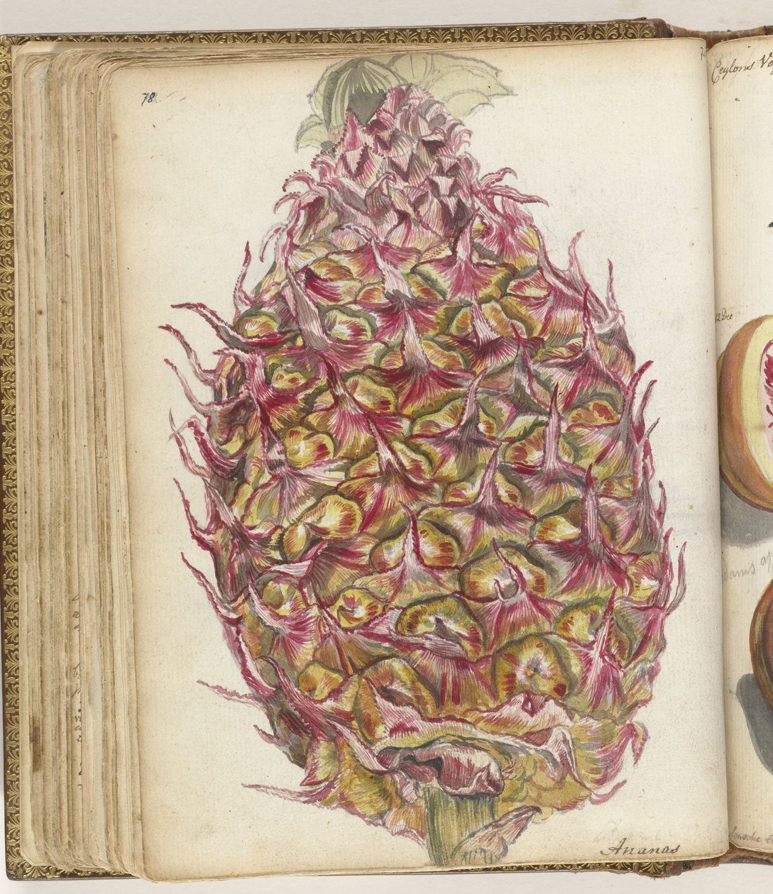 Ananas da Jan Brandes