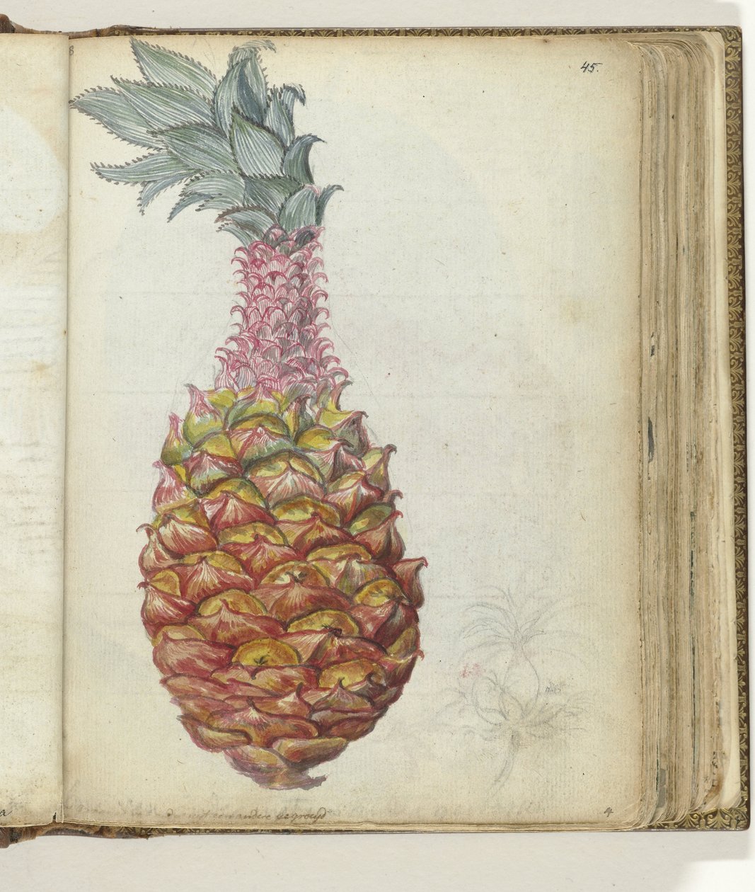 Ananas da Jan Brandes