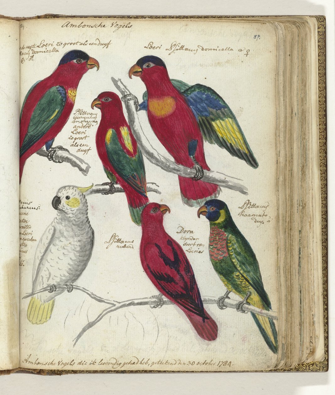 Uccelli di Ambon da Jan Brandes