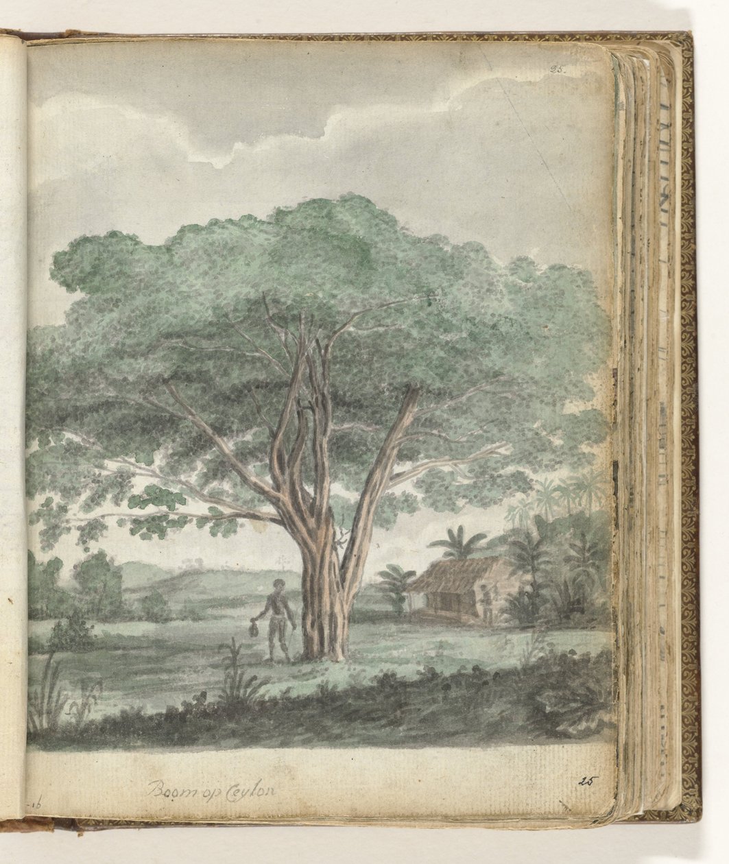 Albero a Ceylon da Jan Brandes