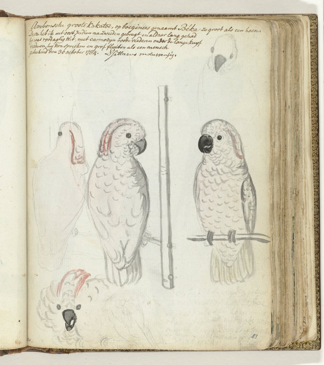 Cacatua di Ambon da Jan Brandes