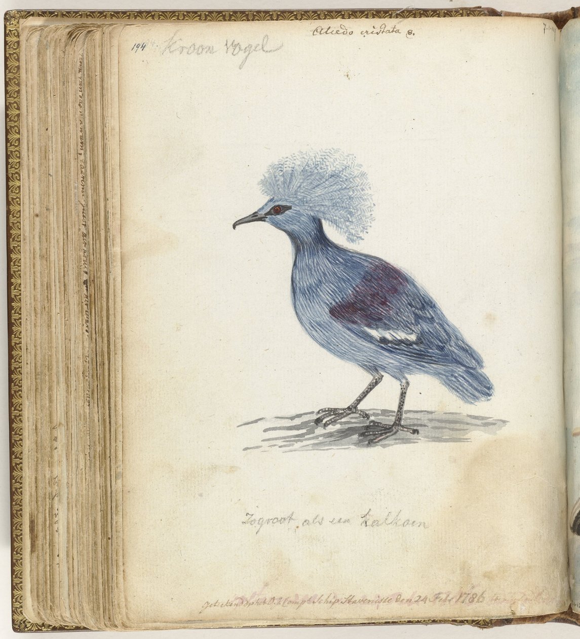 Piccione incoronato da Jan Brandes