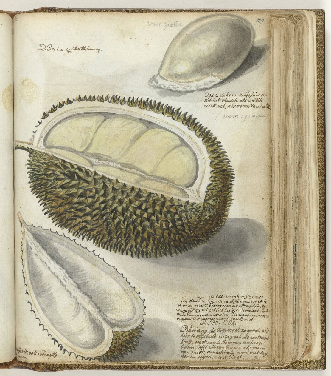 Durian da Jan Brandes