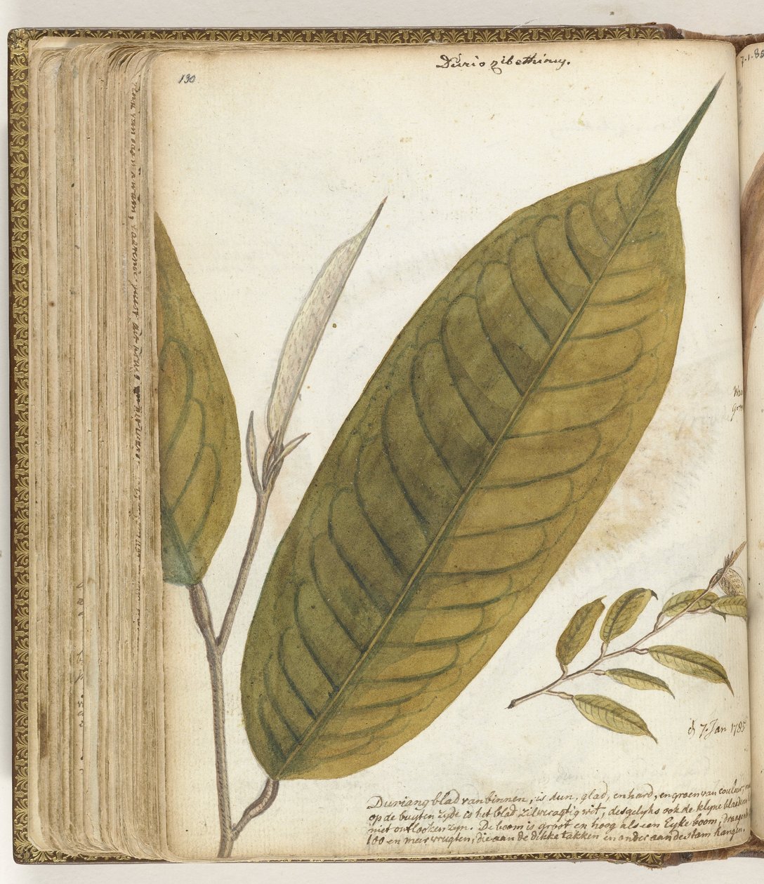 Foglia di durian da Jan Brandes