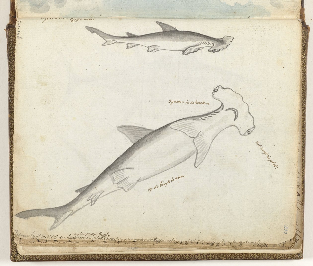 Squalo martello da Jan Brandes
